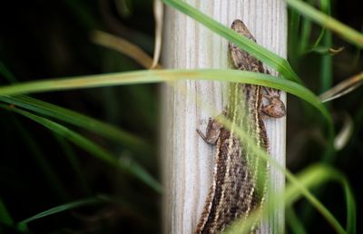 Close-up of insect on plant