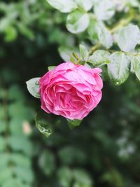 Close-up of pink rose blooming outdoors