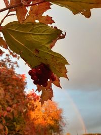 Close-up of maple leaves on tree against sky