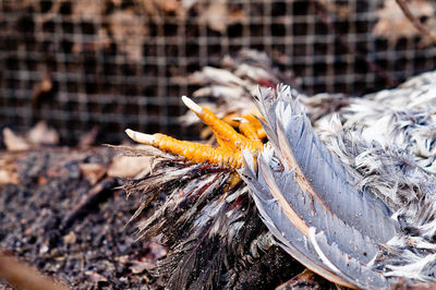 Close-up of rooster on field