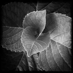 Close-up of maple leaf