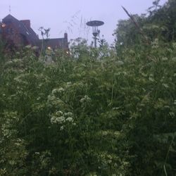 Plants growing on field against sky