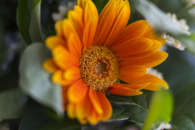 Close-up of orange flower