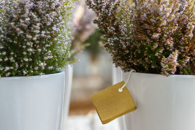 Close-up of fresh green plants