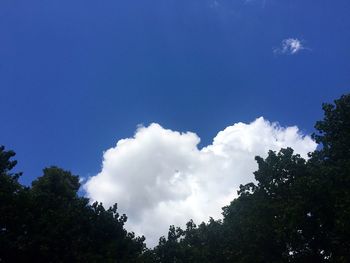 Low angle view of trees against blue sky