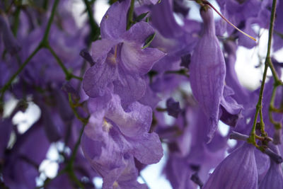 Close-up of purple flowers