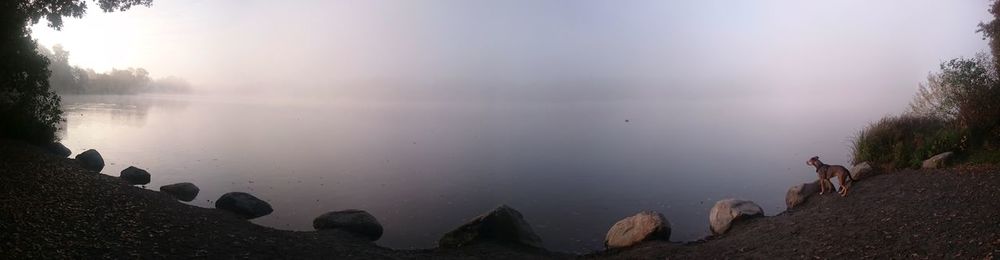 Panoramic view of dog standing by lake during foggy weather