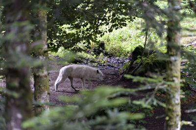 Horse standing in forest