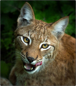 Portrait of cat on land