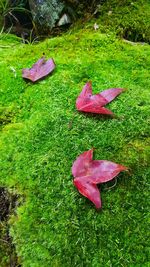 High angle view of fallen leaves on field