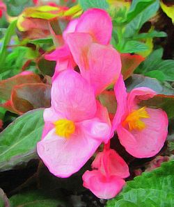 Close-up of pink flowers