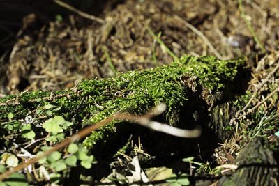 Close-up of a lizard on leaf