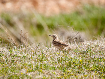 Close-up of sparrow perching on field