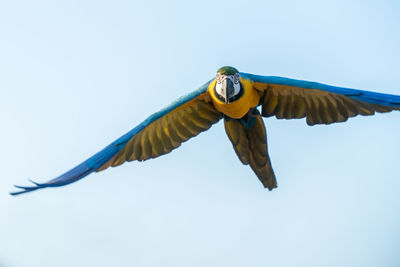 Low angle view of a bird flying