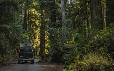 Road amidst trees in forest