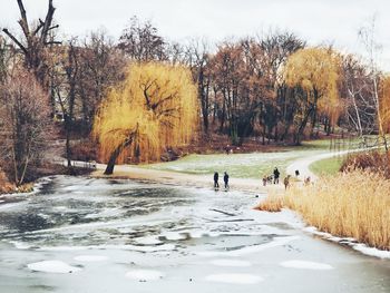 Trees on landscape