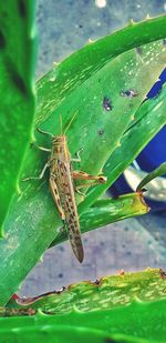 Close-up of insect on leaf