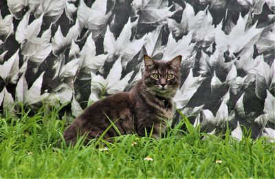 Portrait of cat sitting on field