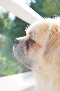 Close-up portrait of dog