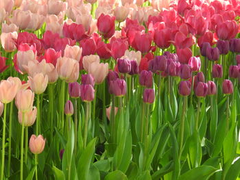 Close-up of pink tulips on field