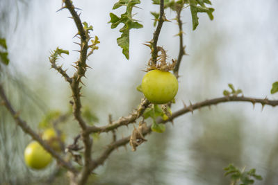 Close-up of fruit growing on tree