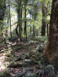 Trees in forest