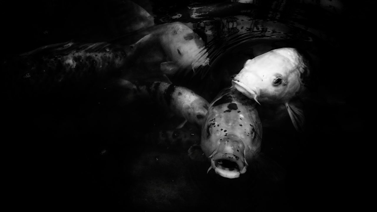 FISH SWIMMING IN AQUARIUM