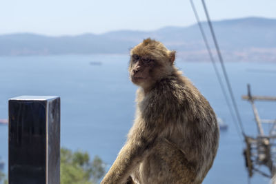 Monkey sitting on wooden post against sky