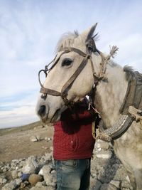 Close-up of a horse