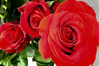 Close-up of red rose