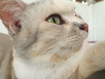 Close-up of cat looking away