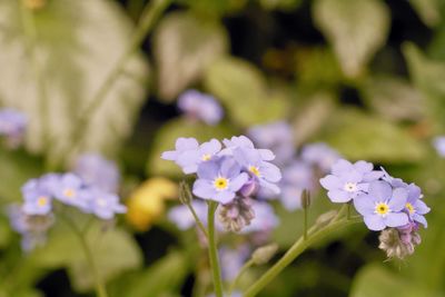 Close-up of purple flowering plant
