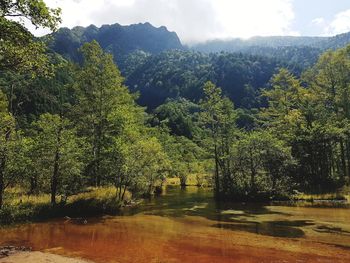 Scenic view of forest against sky