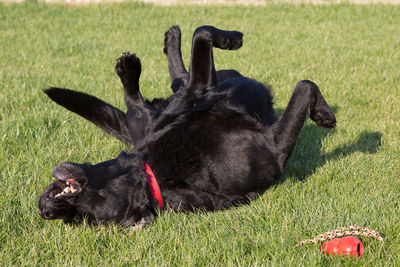 Black dog lying down on grass