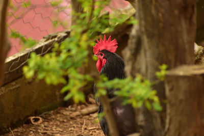 Close-up of rooster