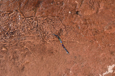 High angle view of starfish on rock