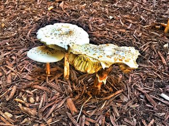 Close-up of mushroom on field