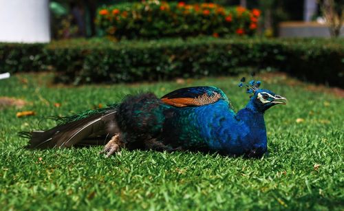 Peacock in a field