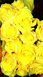 Close-up of yellow rose