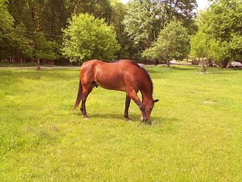 Cows grazing on grassy field