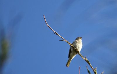 Low angle view of birds perching on tree