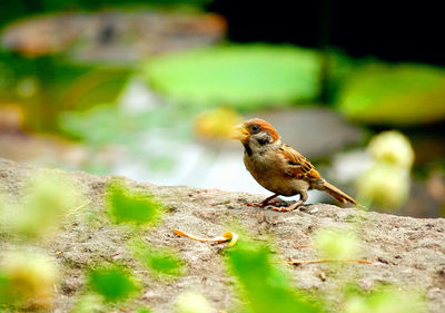 Bird perching on a wall