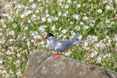 Bird perching on rock