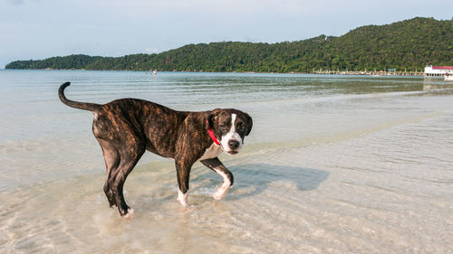 Dog on beach