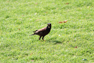 Bird perching on a field