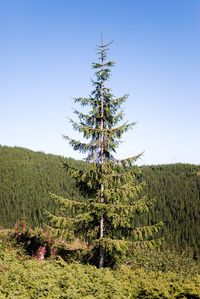 Tree on field against clear sky