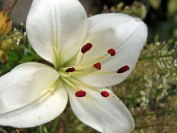 Close-up of white flowering plant