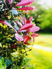 Close-up of pink flowering plant