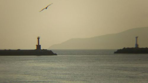 Bird flying over sea