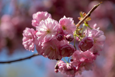 Close-up of pink cherry blossom